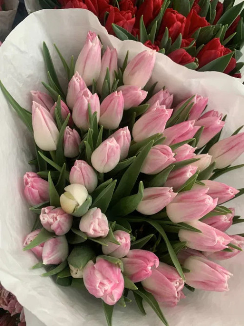 Тюльпаны, тюльпани, квіти фото 2
