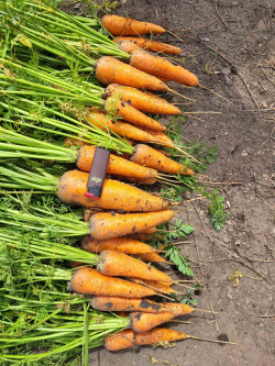 Продам моркву, сорт каскад, в сетках, тільки самовивоз