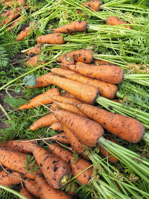 Продам моркву, сорт каскад, в сетках, тільки самовивоз фото 2