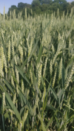 Канадська озима посівна насіння пшениця-дворучка Тесла Tesla