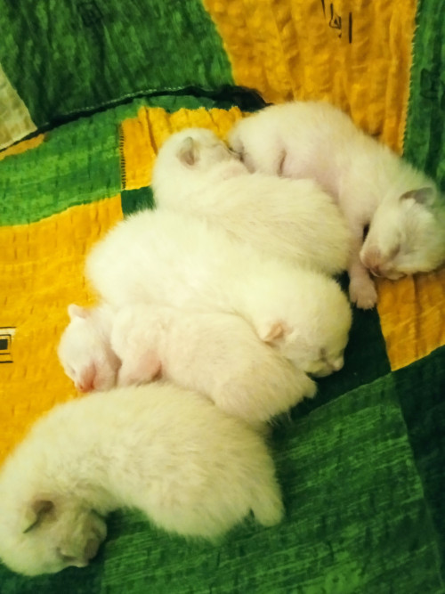 Кошенята Меконгського Бобтейла фото 10