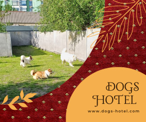 Готель для собаки та котів ПЕС - перетримка в Києві
