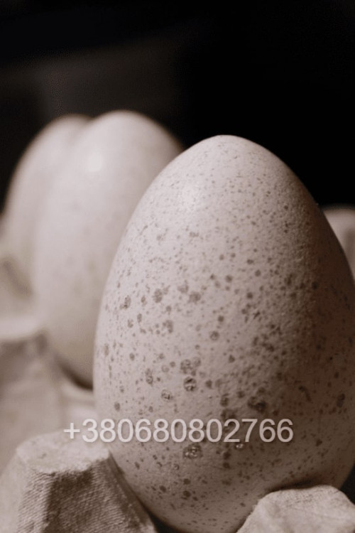 Інкубаційне яйце індиків Біг 6 фото 2