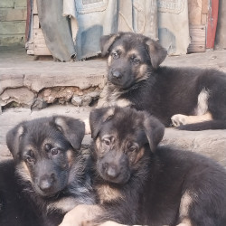 Цуцики німецької вівчарки