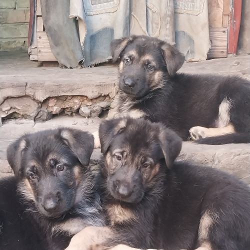 Цуцики німецької вівчарки 