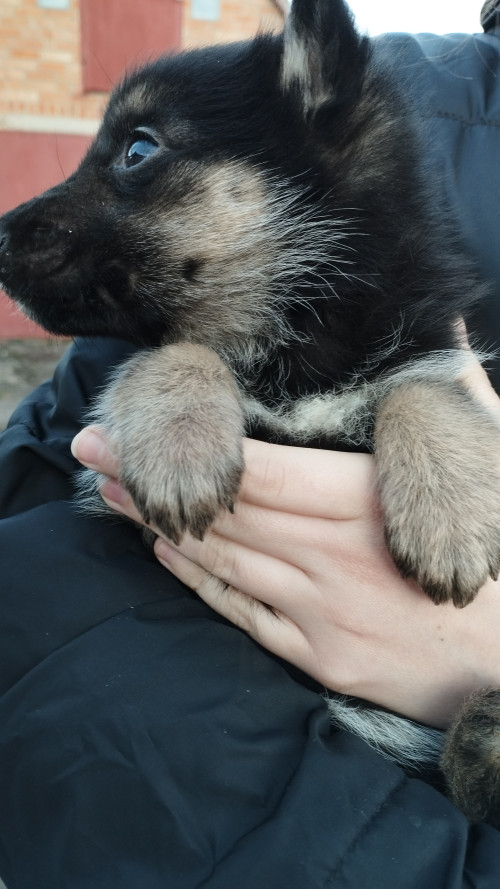 Продам цуценят німецької вівчарки фото 2