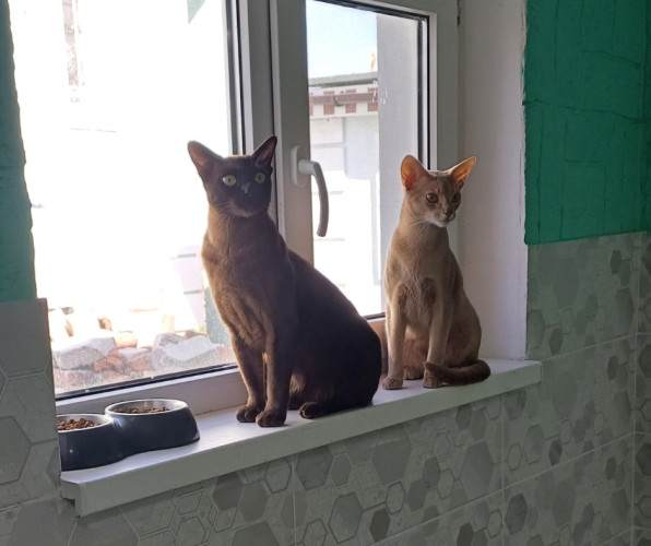 Перетримка собак і котів в готелі ПЕС фото 7