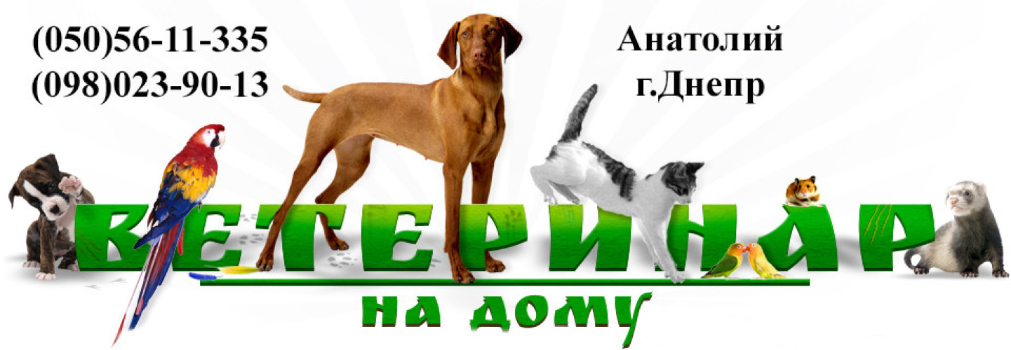 Виклик ветеринара додому фото 2