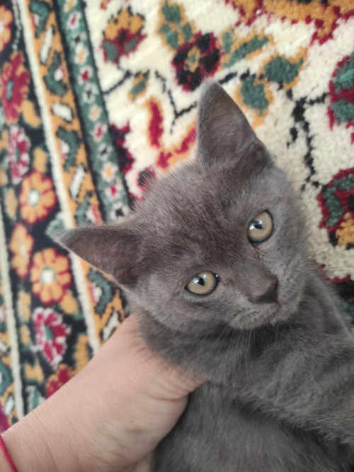 Продам кошеня британська короткошерстна 