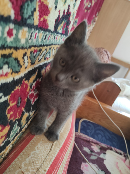 Продам кошеня британська короткошерстна фото 2
