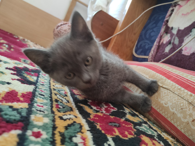 Продам кошеня британська короткошерстна фото 3