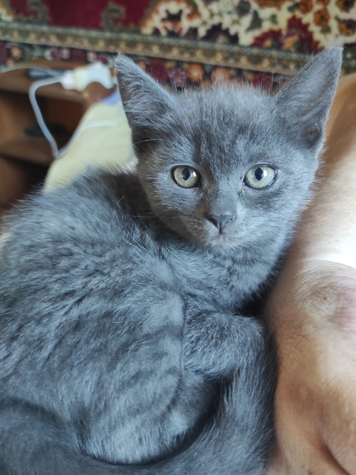 Продам кошеня британська короткошерстна фото 4