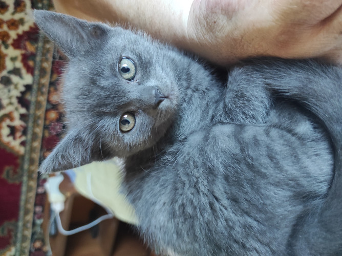 Продам кошеня британська короткошерстна фото 5