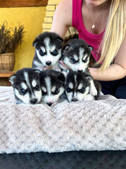 Цуценята сибірської хаскі! 🐾