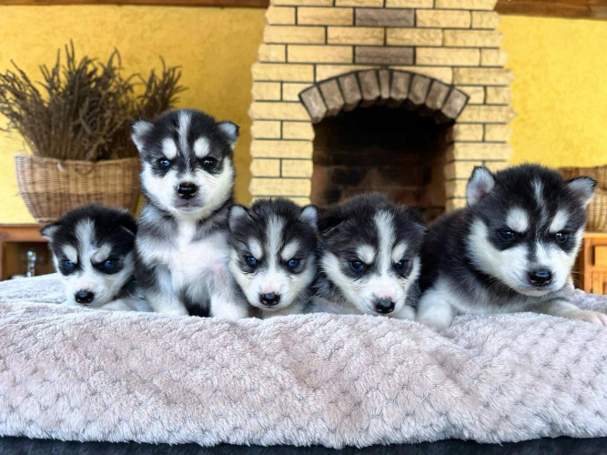 Цуценята сибірської хаскі! 🐾 фото 2