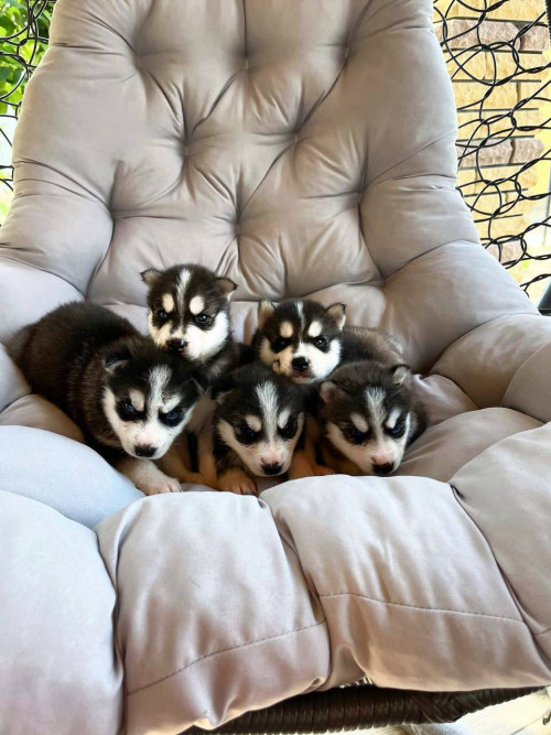 Цуценята сибірської хаскі! 🐾 фото 3