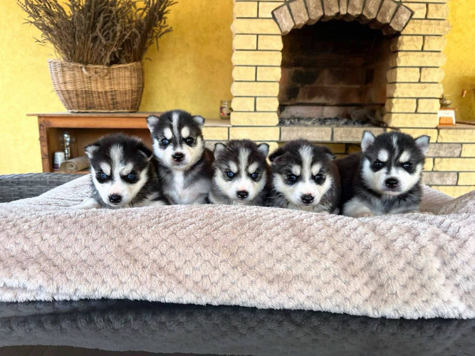 Цуценята сибірської хаскі! 🐾 фото 4