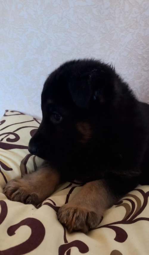 Продам цуценят німецької вівчарки фото 2