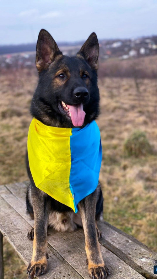 Цуценята робочої німецької вівчарки фото 4