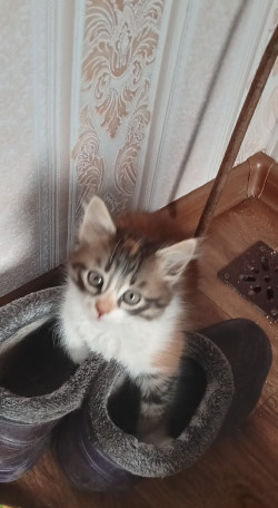 Триколірне щастедайне кошеня безкоштовно