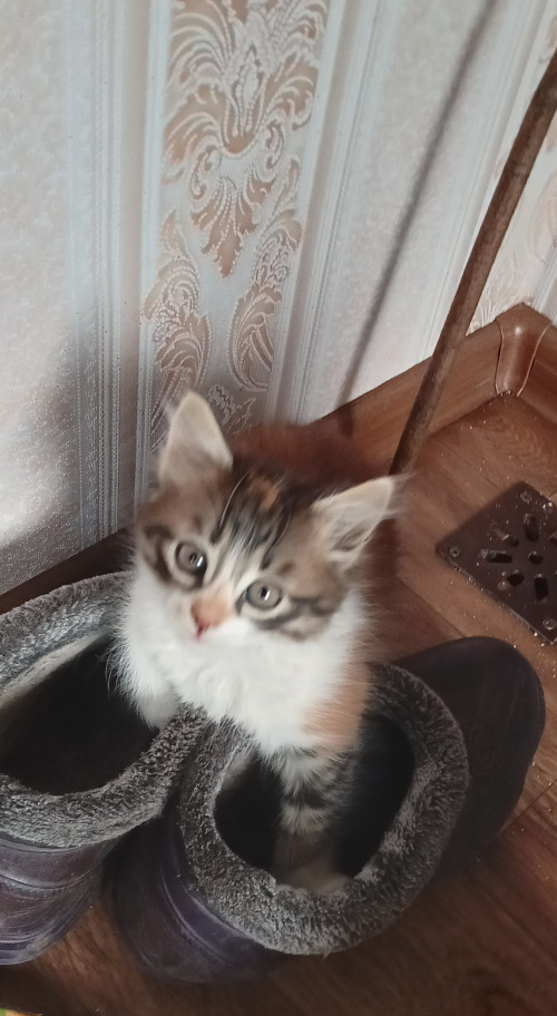Триколірне щастедайне кошеня безкоштовно 