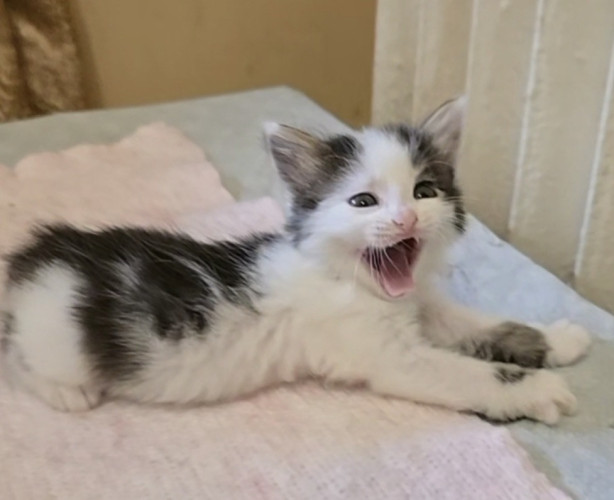 Отдам котят в хорошие руки 