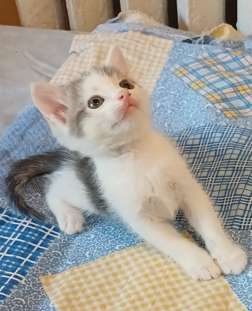 Отдам котят в хорошие руки фото 2