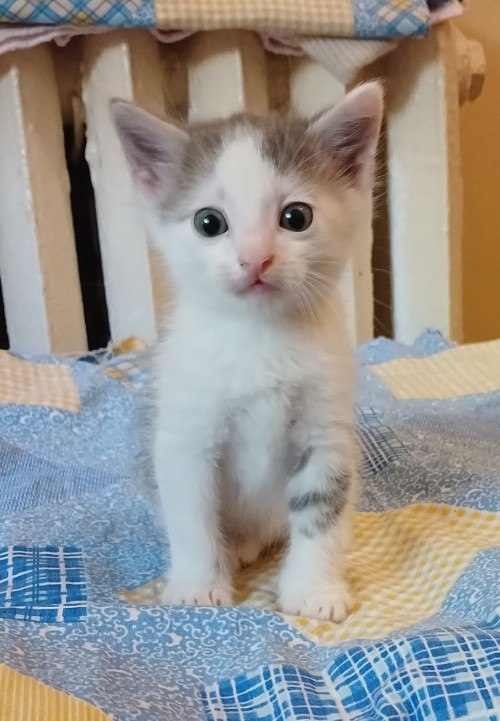 Отдам котят в хорошие руки фото 3