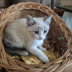 Милые домашние котики