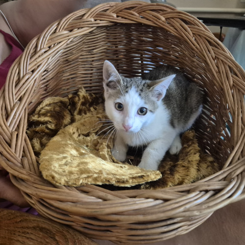 Милые домашние котики фото 3