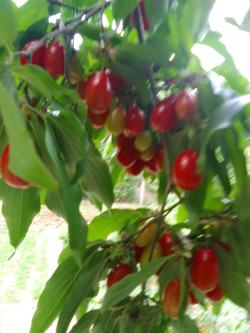 Продам кизіл / Ціна 80грн. кг.