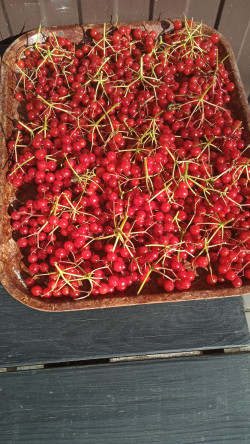 Продам калину в м. Хмельницький