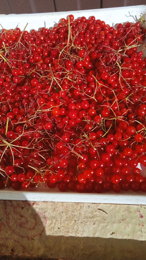 Продам калину в м. Хмельницький фото 4