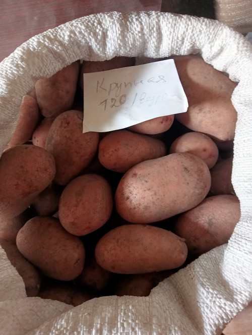Продать картошку крупный 