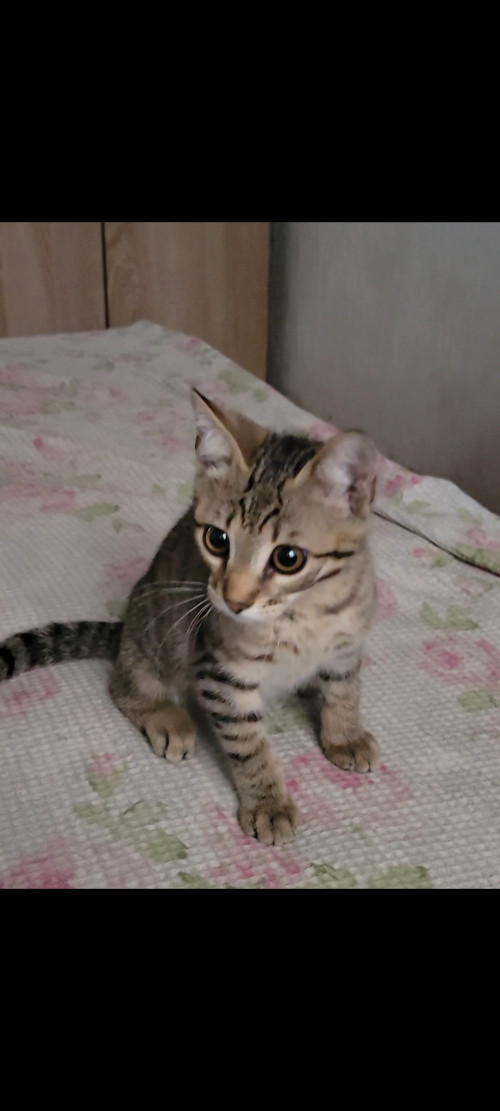 Потерялся котик по кличке Марсель, на нём был жёлтый ошейник фото 2