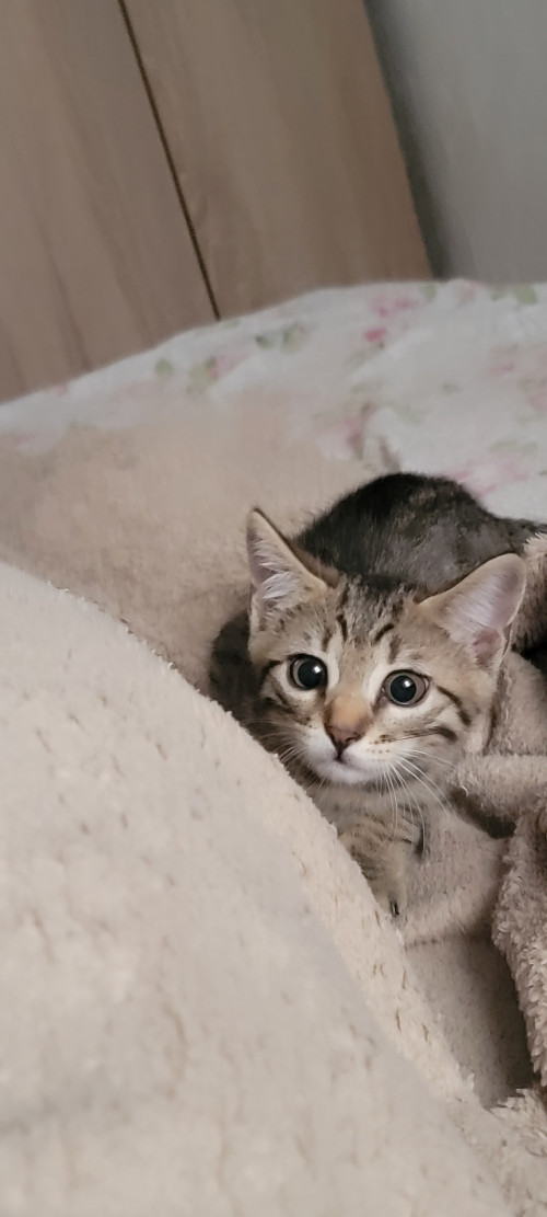 Потерялся котик по кличке Марсель, на нём был жёлтый ошейник фото 3