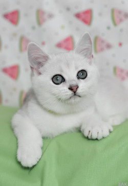 Британські кошенята срібляста шиншила