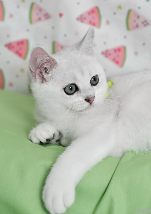 Британські кошенята срібляста шиншила фото 2