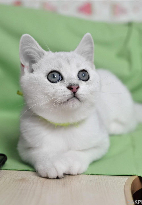 Британські кошенята срібляста шиншила фото 3