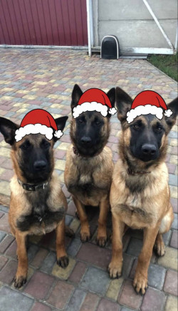 Продам щенят Бельгійської вівчарки Малінуа