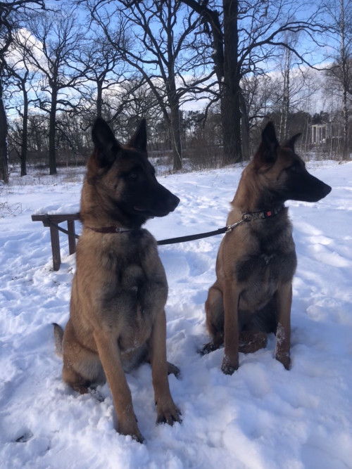 Продам щенят Бельгійської вівчарки Малінуа фото 3