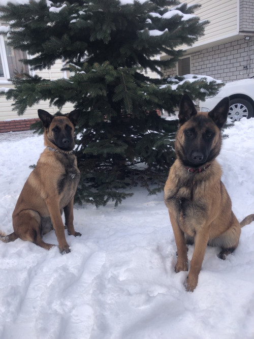 Продам щенят Бельгійської вівчарки Малінуа фото 4