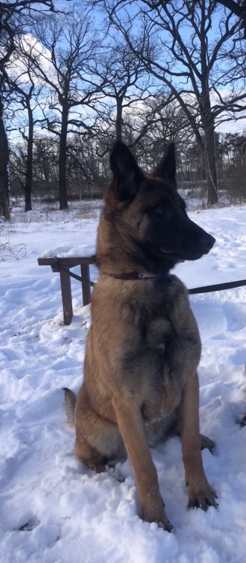 Продам щенят Бельгійської вівчарки Малінуа фото 5