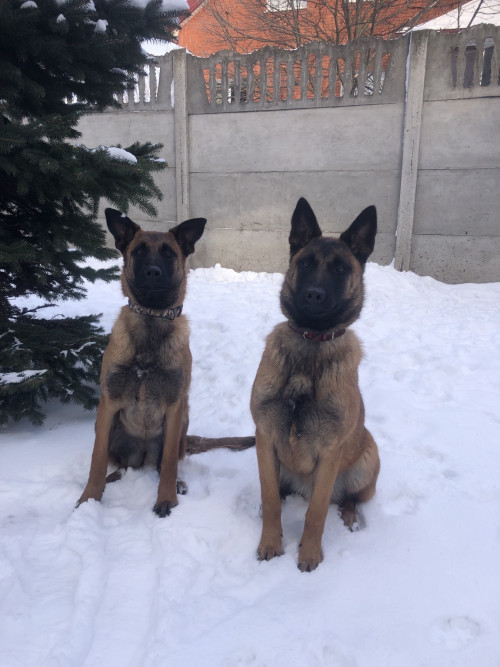 Продам щенят Бельгійської вівчарки Малінуа фото 6