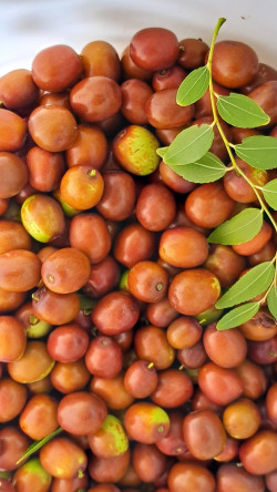 Продам плоды Унаби (китайский финик).