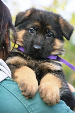 Цуценята німецької вівчарки з документами