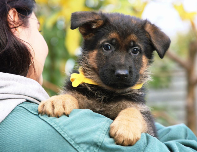 Цуценята німецької вівчарки з документами фото 2