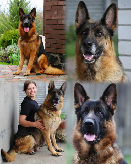 Цуценята німецької вівчарки з документами фото 3