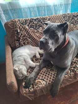 Продам щенков кане-корсо