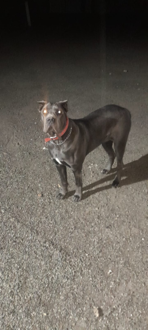 Продам щенков кане-корсо фото 2